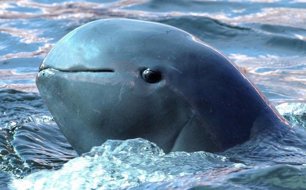 عجیب‌ترین حیوانات جهان/ دلفین نهنگی پوزه‌کوتاه