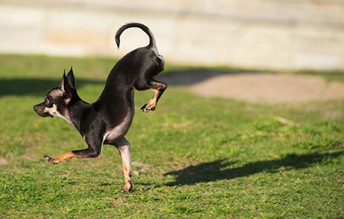 رکورد گینس / سریع‌ترین دوی ۵ متر روی پنجه‌های جلویی توسط سگ