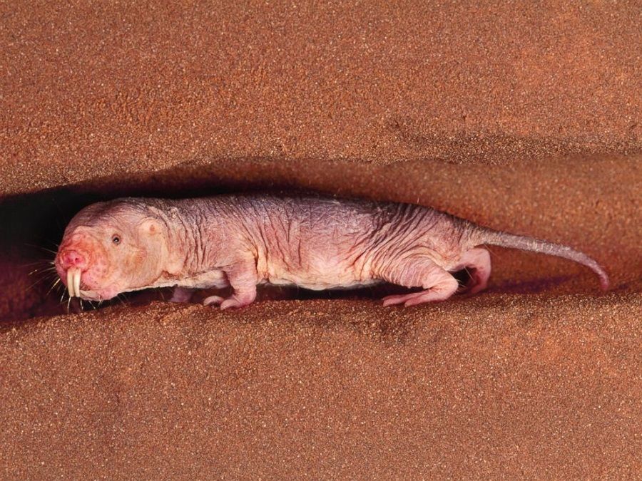 عجیب‌ترین حیوانات جهان/ موش صحرایی برهنه