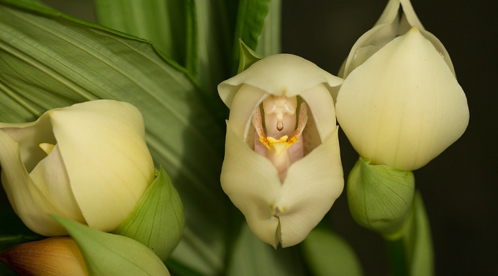 ارکیده نوزاد قنداق‌شده از عجیب ترین گل های دنیا