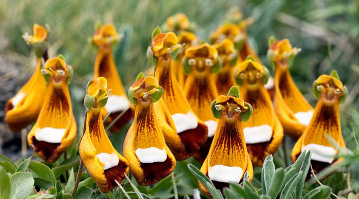 گل مبارک کوهی یکی از عجیب ترین گل های دنیا