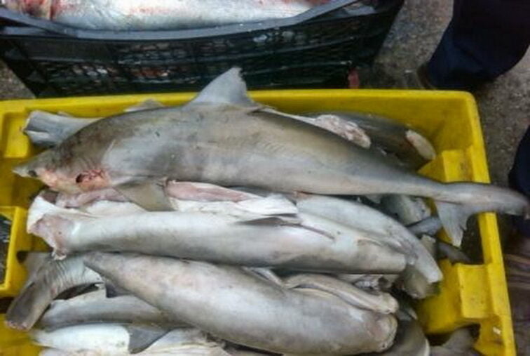 تولید سالانه 550 تن ماهی در شهرستان ری